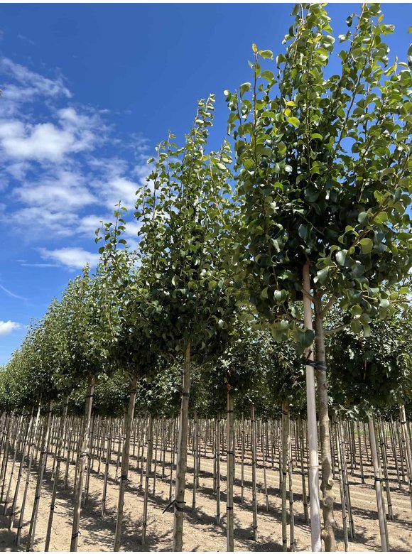 Wildbirne 'Beech Hill' | Pyrus communis 'Beech Hill' Wildbirne 'Beech Hill' | Pyrus communis 'Beech Hill'