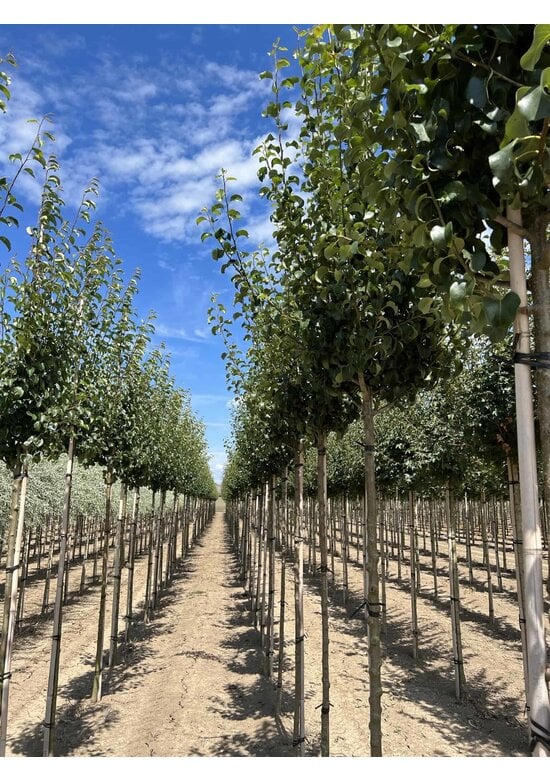 Wildbirne 'Beech Hill' | Pyrus communis 'Beech Hill'