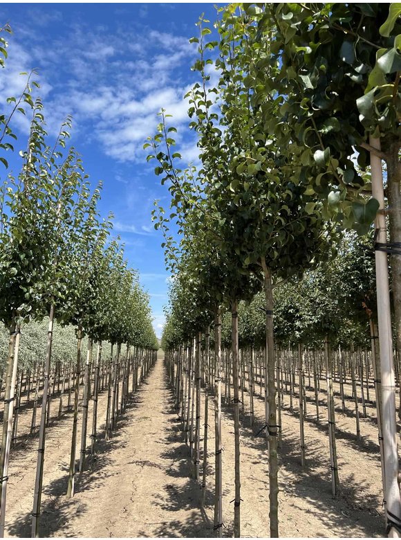 Wildbirne 'Beech Hill' | Pyrus communis 'Beech Hill' Wildbirne 'Beech Hill' | Pyrus communis 'Beech Hill'