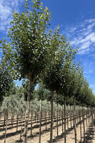 Wildbirne 'Beech Hill' | Pyrus communis 'Beech Hill' Wildbirne 'Beech Hill' | Pyrus communis 'Beech Hill'