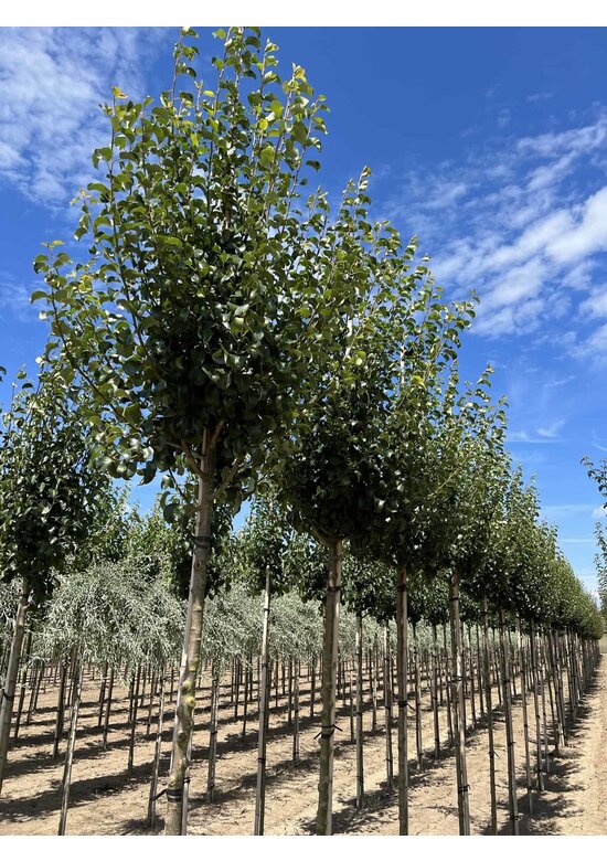 Wildbirne 'Beech Hill' | Pyrus communis 'Beech Hill'