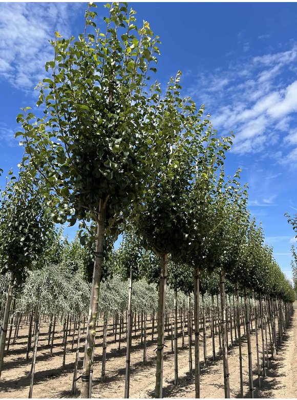 Wildbirne 'Beech Hill' | Pyrus communis 'Beech Hill' Wildbirne 'Beech Hill' | Pyrus communis 'Beech Hill'