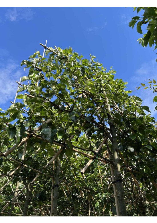 Stadtbirne 'Chanticleer' Spalierbaum | Pyrus calleryana 'Chanticleer'