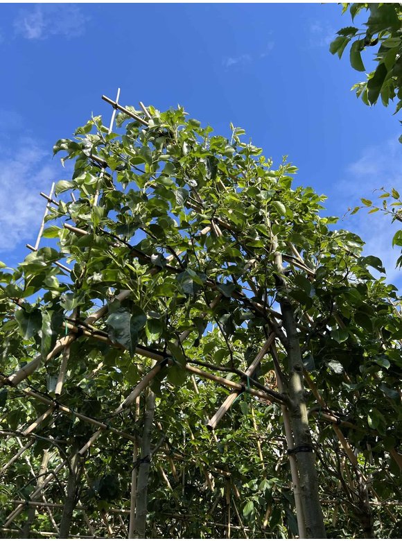 Stadtbirne 'Chanticleer' - Spalierbaum | Pyrus calleryana 'Chanticleer' Stadtbirne 'Chanticleer' - Spalierbaum | Pyrus calleryana 'Chanticleer'