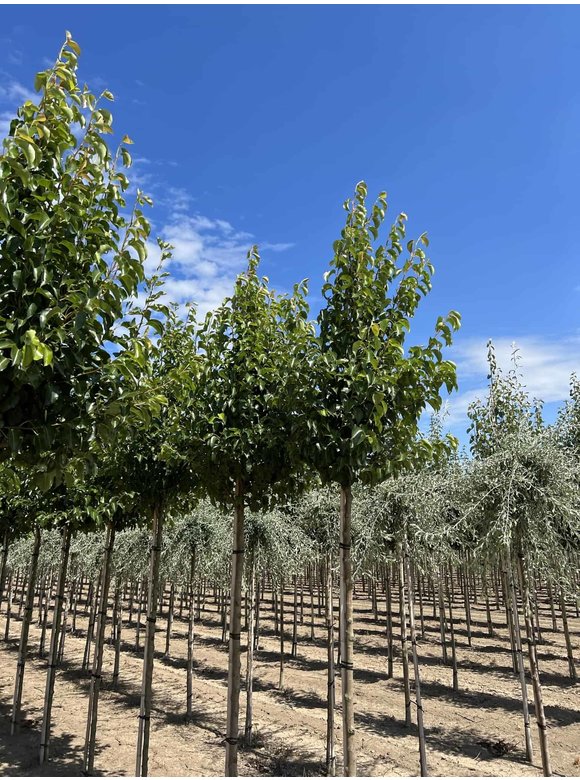 Stadtbirne 'Chanticleer' | Pyrus calleryana 'Chanticleer' Stadtbirne 'Chanticleer' | Pyrus calleryana 'Chanticleer'