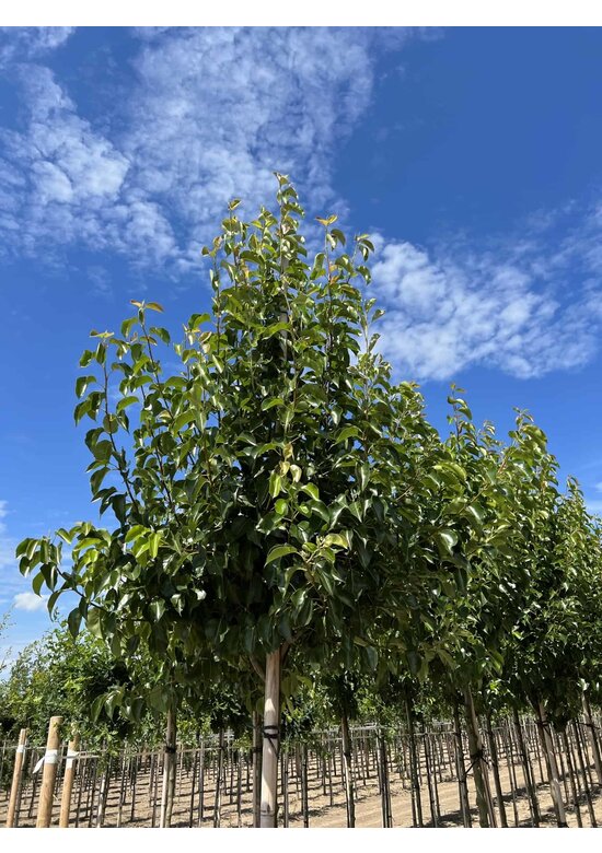 Stadtbirne 'Chanticleer' | Pyrus calleryana 'Chanticleer'