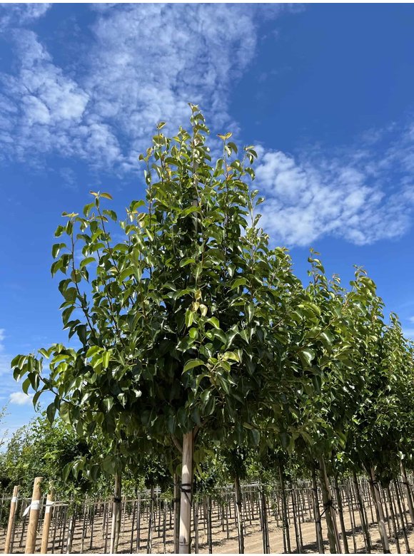 Stadtbirne 'Chanticleer' | Pyrus calleryana 'Chanticleer' Stadtbirne 'Chanticleer' | Pyrus calleryana 'Chanticleer'