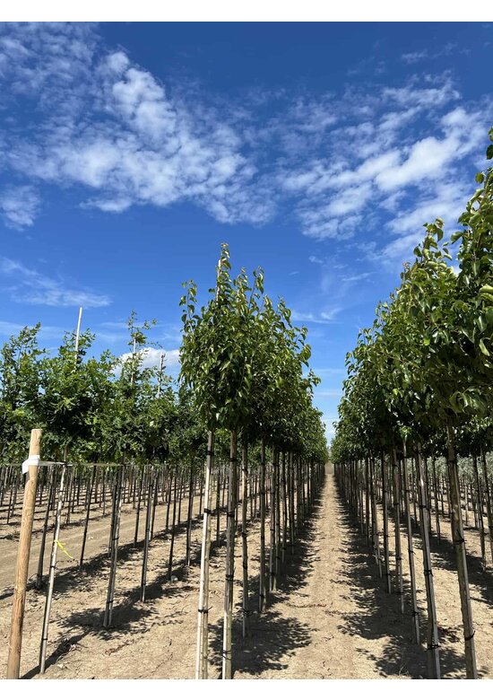 Stadtbirne 'Chanticleer' | Pyrus calleryana 'Chanticleer'