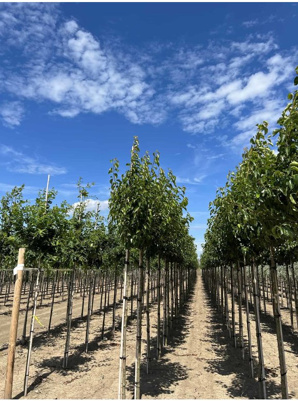 Stadtbirne 'Chanticleer' | Pyrus calleryana 'Chanticleer' Stadtbirne 'Chanticleer' | Pyrus calleryana 'Chanticleer'