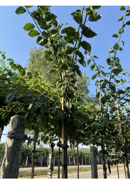 Pflaumenbaum 'Victoria' | Prunus domestica ‘Victoria’