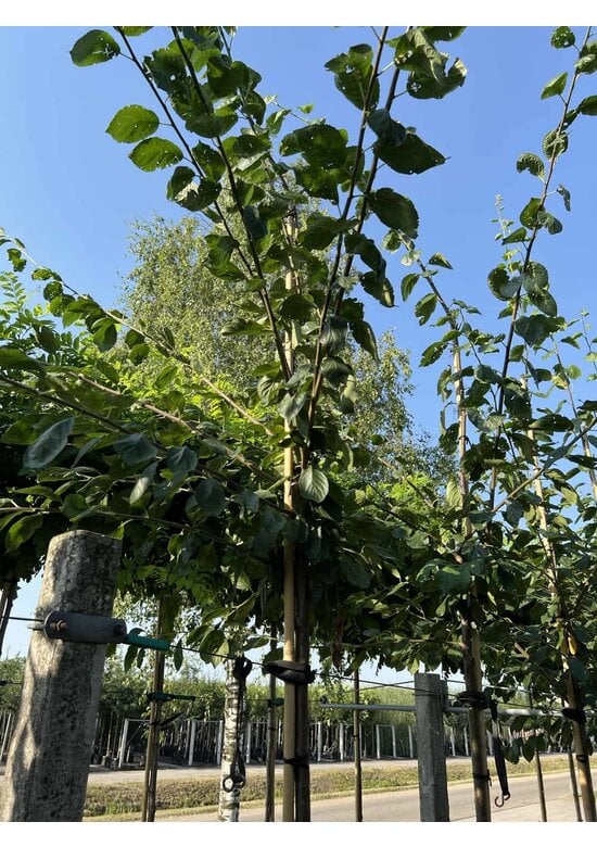 Pflaumenbaum 'Victoria' | Prunus domestica ‘Victoria’