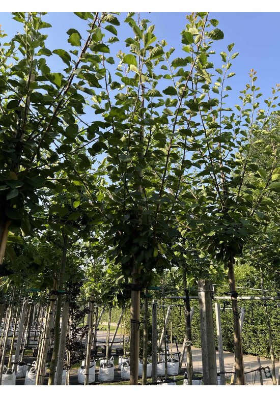 Pflaumenbaum 'Opal' | Prunus domestica ‘Opal'