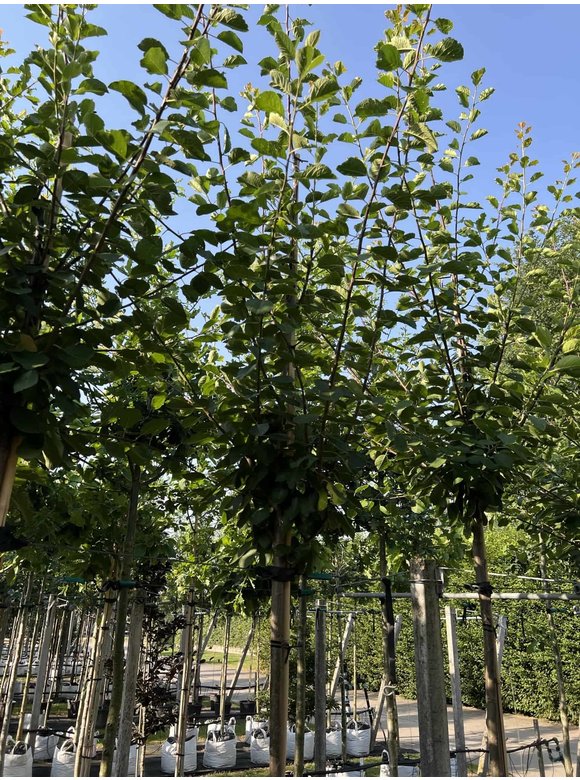 Pflaumenbaum 'Opal' | Prunus domestica ‘Opal' Pflaumenbaum 'Opal' | Prunus domestica ‘Opal'