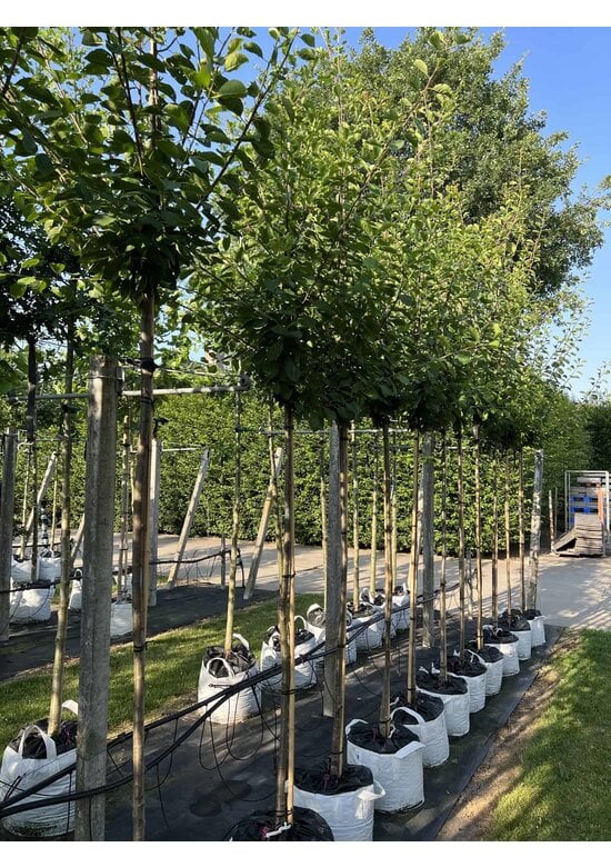 Pflaumenbaum 'Opal' | Prunus domestica ‘Opal'