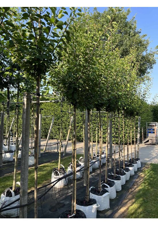 Pflaumenbaum 'Opal' | Prunus domestica ‘Opal'