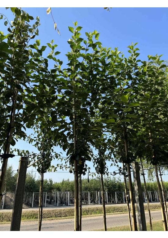 Sauerkirsche 'Morel' | Prunus cerasus 'Morel'