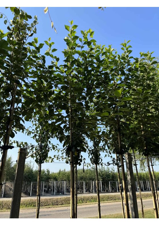 Sauerkirsche 'Morel' | Prunus cerasus 'Morel'