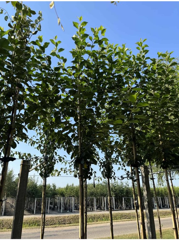 Sauerkirsche 'Morel' | Prunus cerasus 'Morel' Sauerkirsche 'Morel' | Prunus cerasus 'Morel'