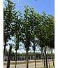 Sauerkirsche 'Morel' | Prunus cerasus 'Morel' Sauerkirsche 'Morel' | Prunus cerasus 'Morel'