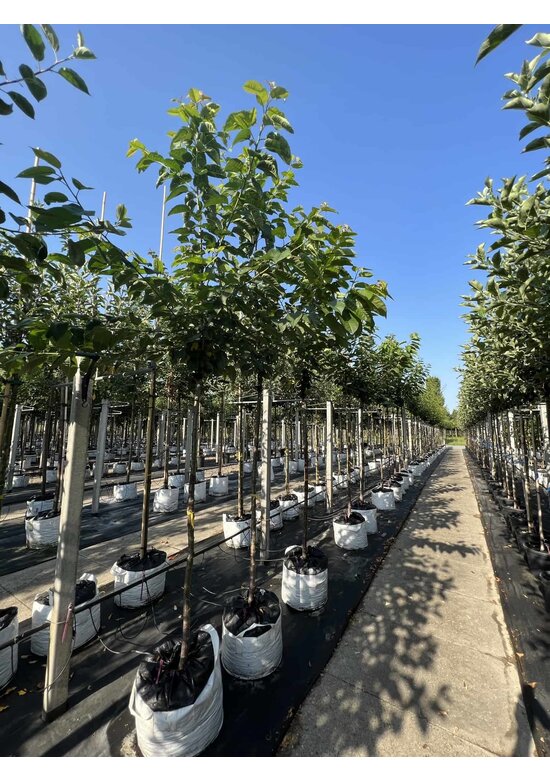 Süßkirsche 'Stella' | Prunus avium 'Stella'