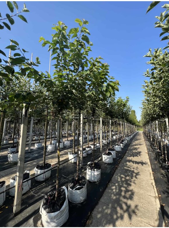 Süßkirsche 'Stella' | Prunus avium 'Stella' Süßkirsche 'Stella' | Prunus avium 'Stella'