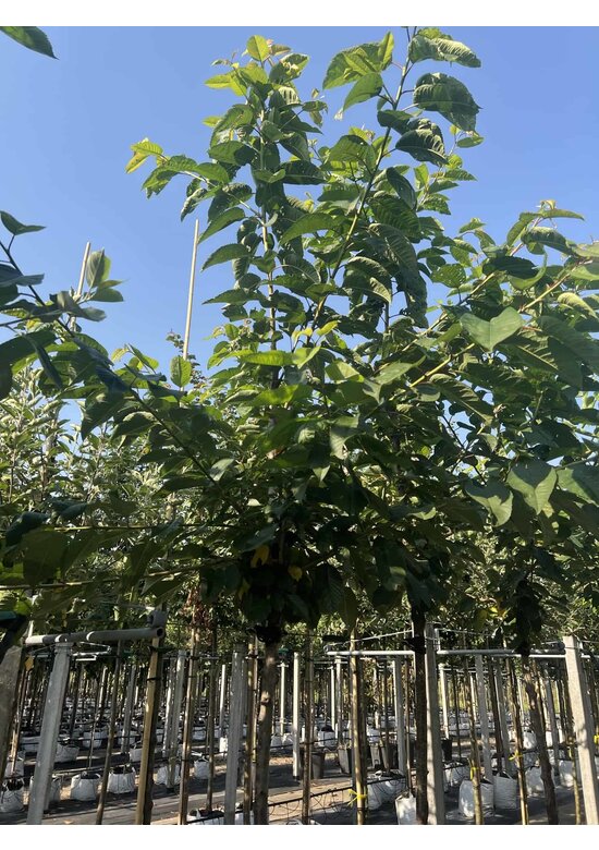 Süßkirsche 'Stella' | Prunus avium 'Stella'