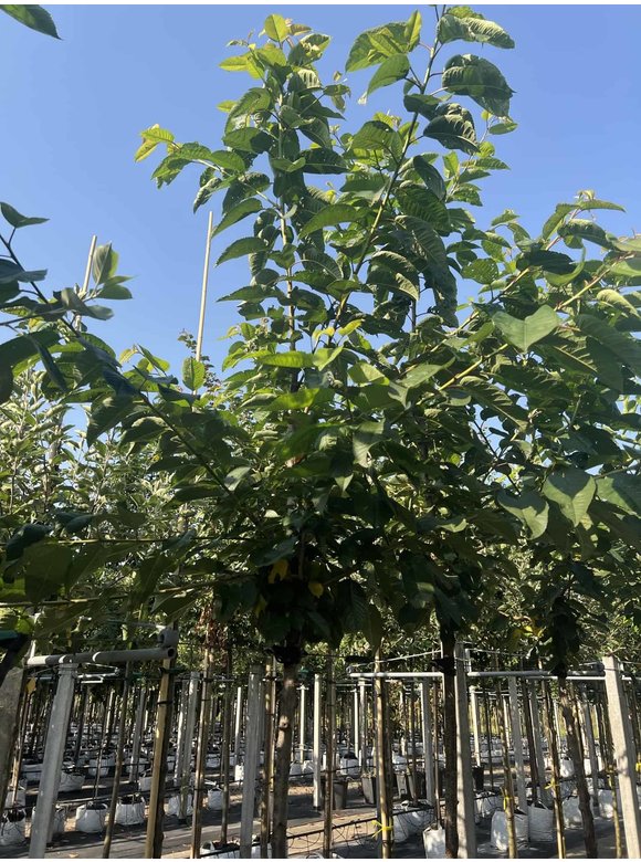 Süßkirsche 'Stella' | Prunus avium 'Stella' Süßkirsche 'Stella' | Prunus avium 'Stella'