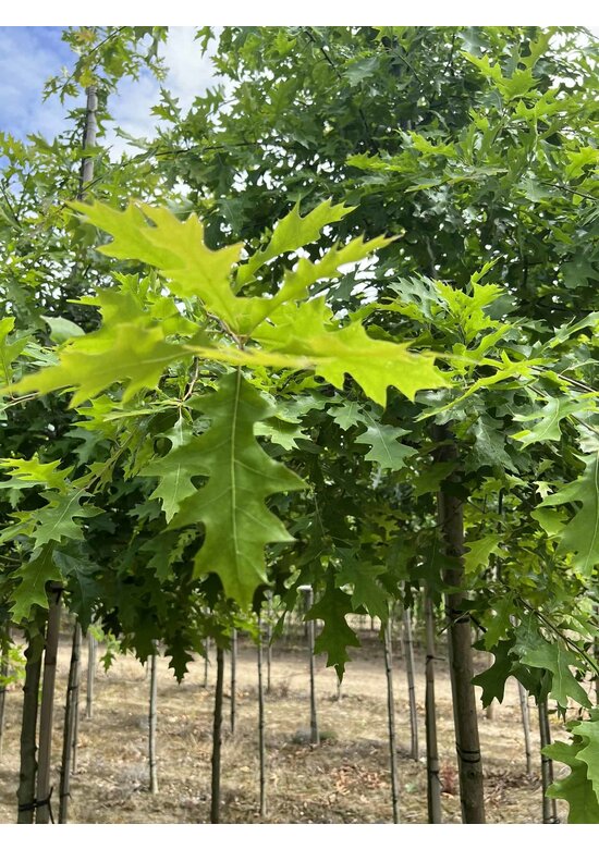 Sumpf-Eiche | Quercus palustris