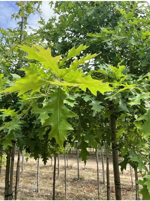 Sumpf-Eiche | Quercus palustris Sumpf-Eiche | Quercus palustris