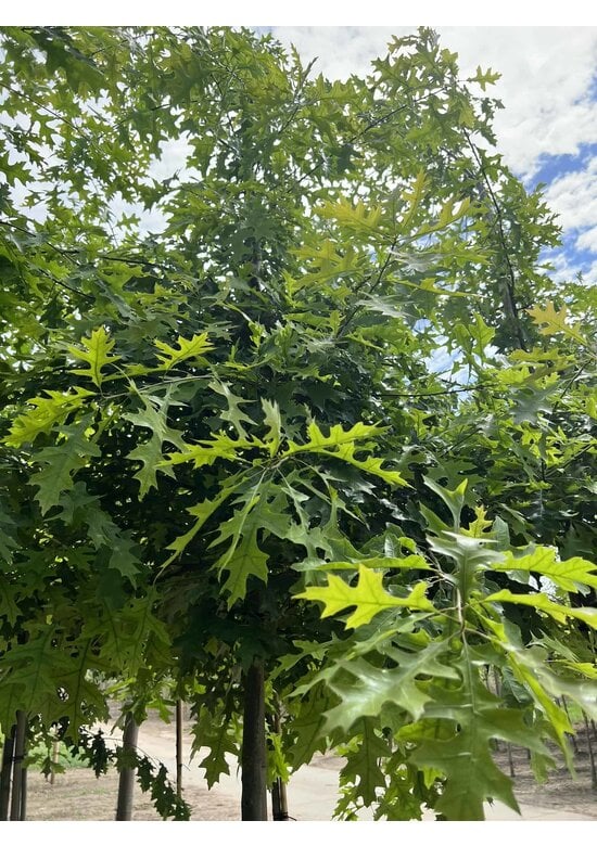 Sumpf-Eiche | Quercus palustris