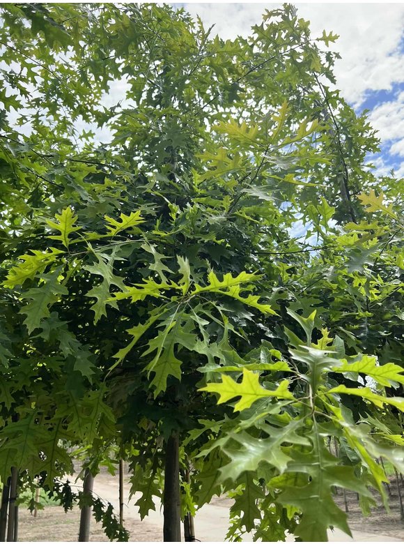 Sumpf-Eiche | Quercus palustris Sumpf-Eiche | Quercus palustris