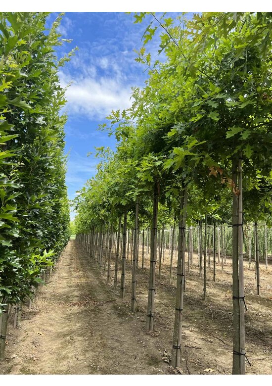 Sumpf-Eiche | Quercus palustris