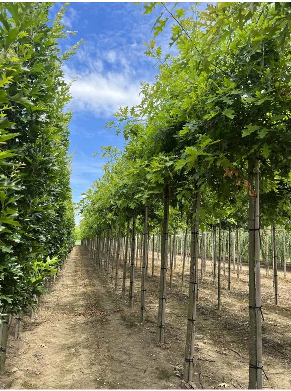 Sumpf-Eiche | Quercus palustris Sumpf-Eiche | Quercus palustris