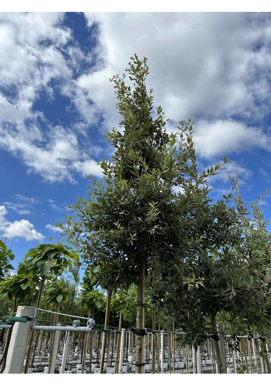 Stein-Eiche | Quercus ilex