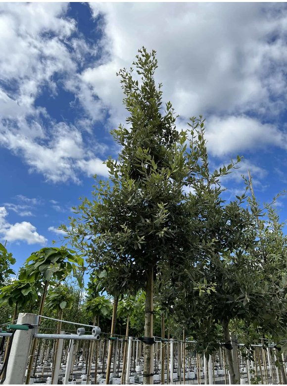 Stein-Eiche | Quercus ilex Stein-Eiche | Quercus ilex