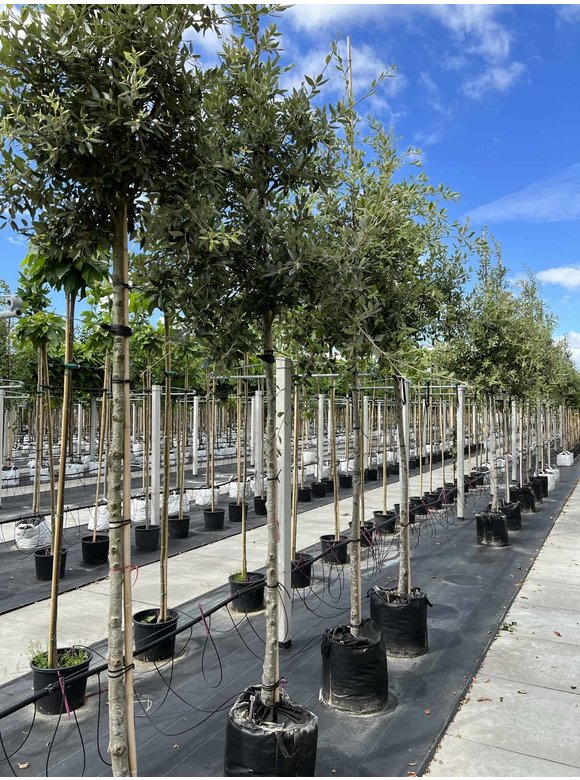 Stein-Eiche | Quercus ilex Stein-Eiche | Quercus ilex