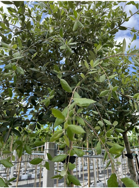 Stein-Eiche | Quercus ilex Stein-Eiche | Quercus ilex