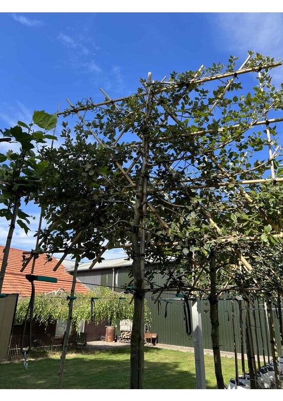 Stein-Eiche - Spalierbaum | Quercus Ilex