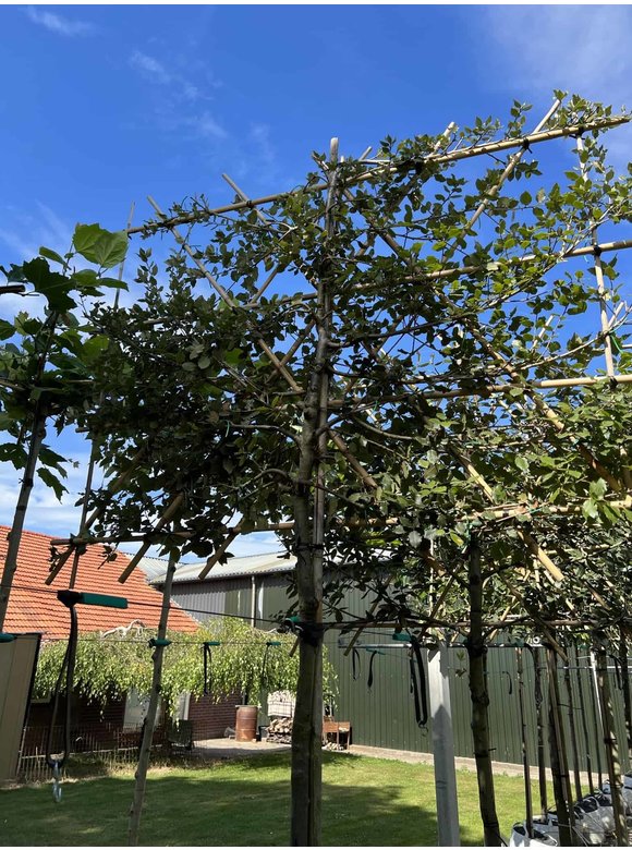 Stein-Eiche - Spalierbaum | Quercus Ilex Stein-Eiche - Spalierbaum | Quercus Ilex