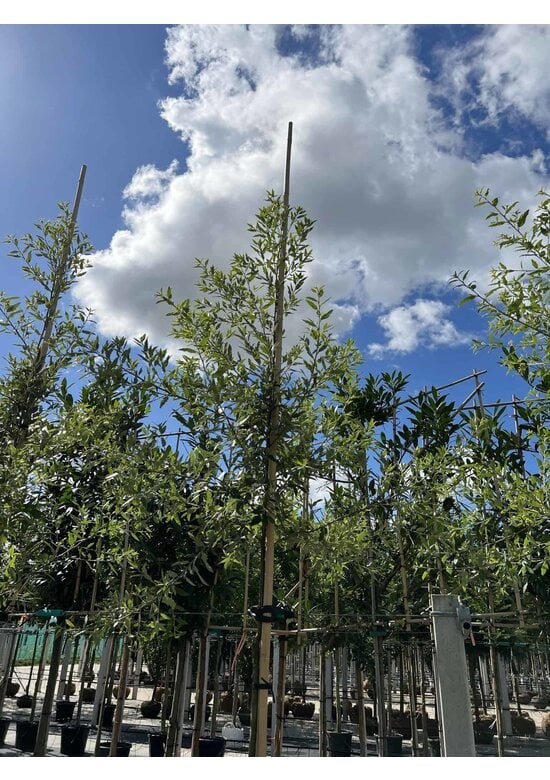 Spanische Eiche 'Waasland' | Quercus hispanica 'Waasland'