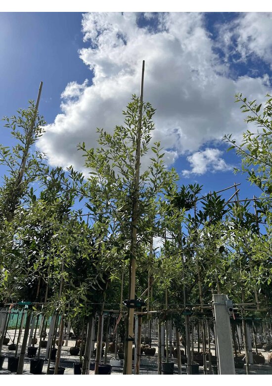 Spanische Eiche 'Waasland' | Quercus hispanica 'Waasland' Spanische Eiche 'Waasland' | Quercus hispanica 'Waasland'