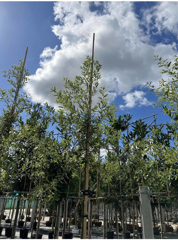 Spanische Eiche 'Waasland' | Quercus hispanica 'Waasland' Spanische Eiche 'Waasland' | Quercus hispanica 'Waasland'