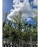 Spanische Eiche 'Waasland' | Quercus hispanica 'Waasland' Spanische Eiche 'Waasland' | Quercus hispanica 'Waasland'