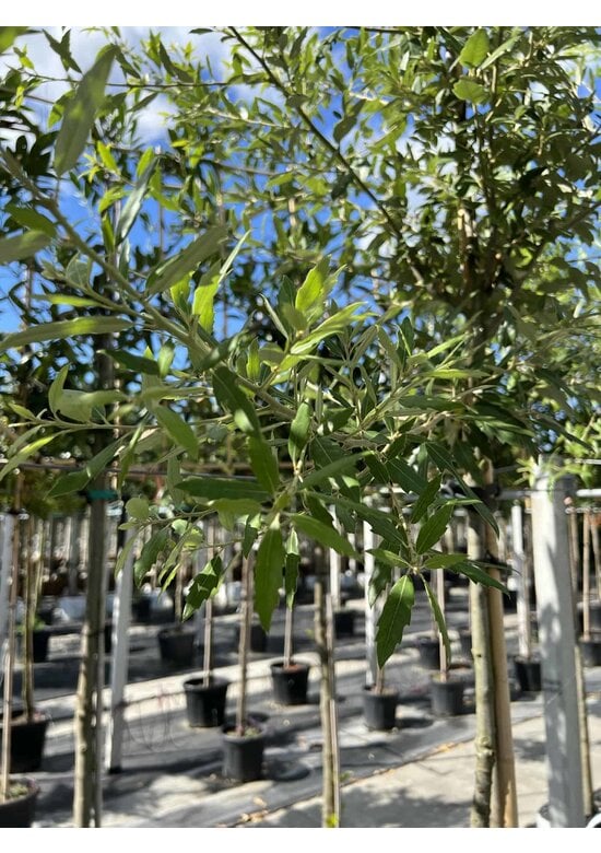 Spanische Eiche 'Waasland' | Quercus hispanica 'Waasland'