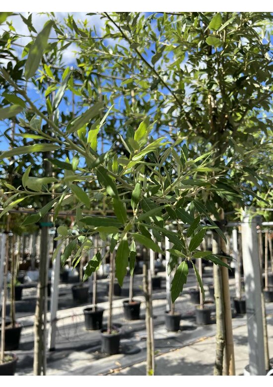 Spanische Eiche 'Waasland' | Quercus hispanica 'Waasland'