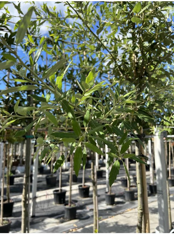 Spanische Eiche 'Waasland' | Quercus hispanica 'Waasland' Spanische Eiche 'Waasland' | Quercus hispanica 'Waasland'