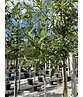 Spanische Eiche 'Waasland' | Quercus hispanica 'Waasland' Spanische Eiche 'Waasland' | Quercus hispanica 'Waasland'