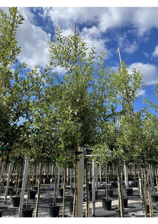 Spanische Eiche 'Waasland' | Quercus hispanica 'Waasland'