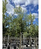 Spanische Eiche 'Waasland' | Quercus hispanica 'Waasland' Spanische Eiche 'Waasland' | Quercus hispanica 'Waasland'