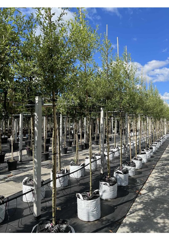 Spanische Eiche 'Waasland' | Quercus hispanica 'Waasland' Spanische Eiche 'Waasland' | Quercus hispanica 'Waasland'